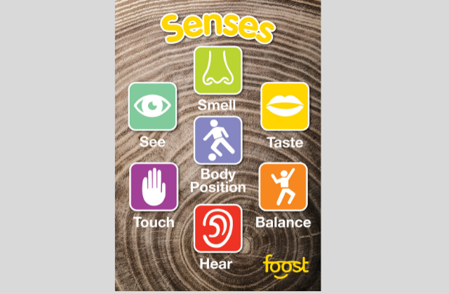 Activity 11: Senses